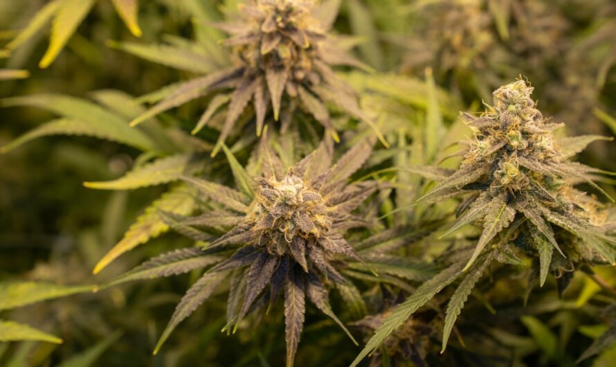 Наркотические вещества и их последствия