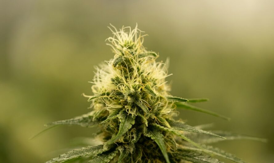 Особенности покупки семян конопли без ТГК и их свойства