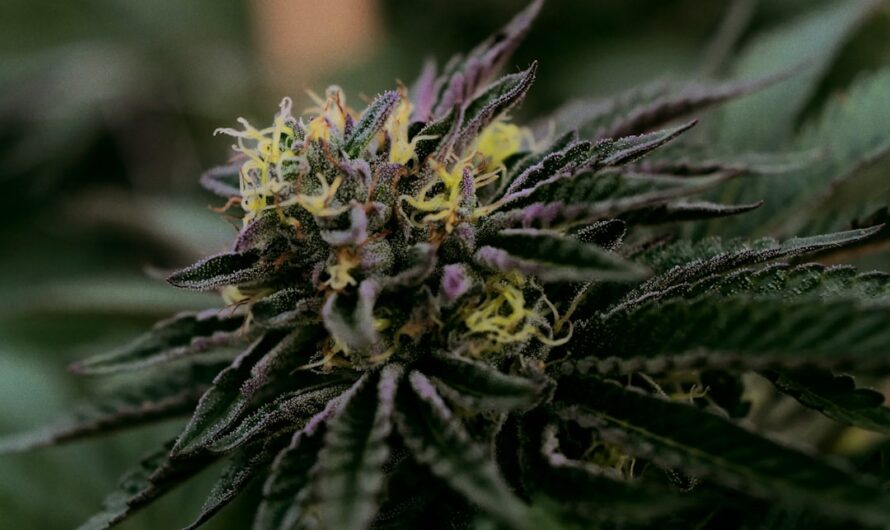 Купить семена конопли с доставкой по России