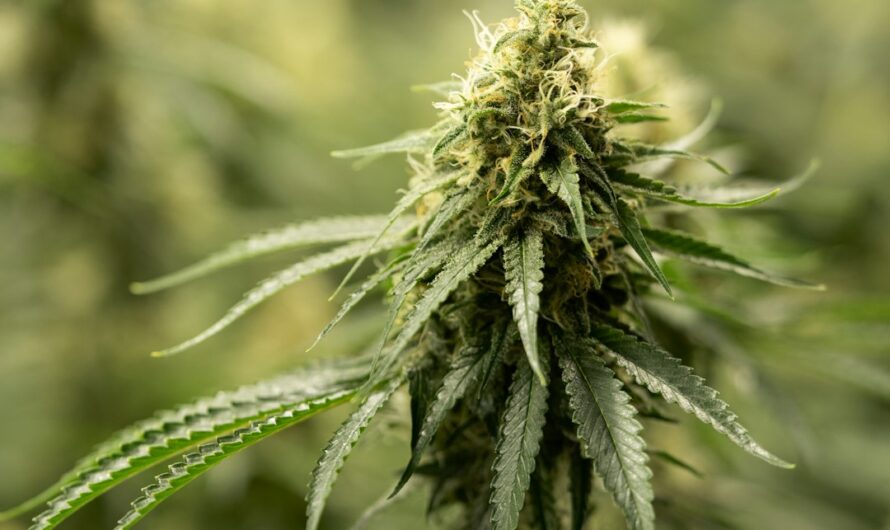 Семена конопли и их применение