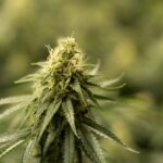 Покупка семян марихуаны онлайн и их характеристики img-2550.jpg