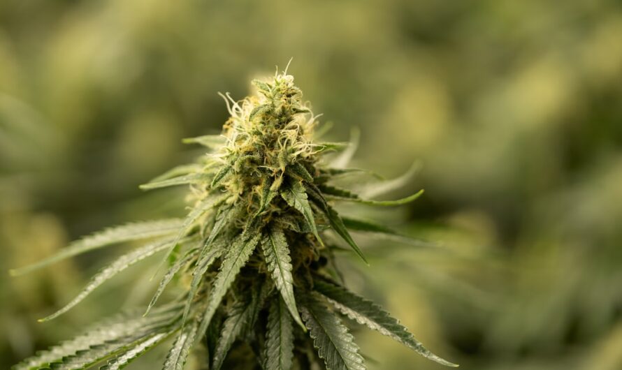 Покупка семян марихуаны онлайн и их характеристики