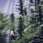 Духи Black Opium от Yves Saint Laurent описание и особенности покупки img-2617.jpg