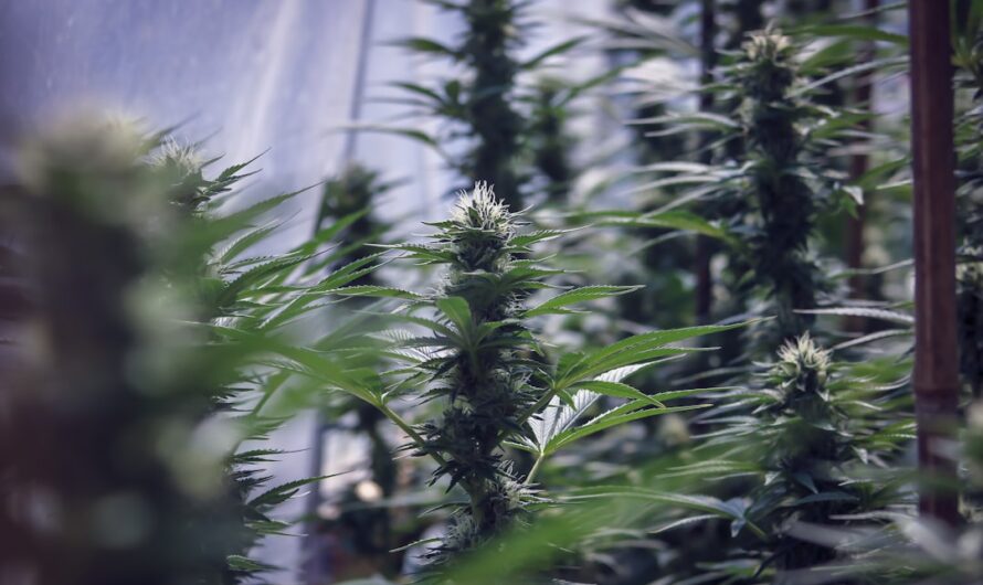 Духи Black Opium от Yves Saint Laurent описание и особенности покупки