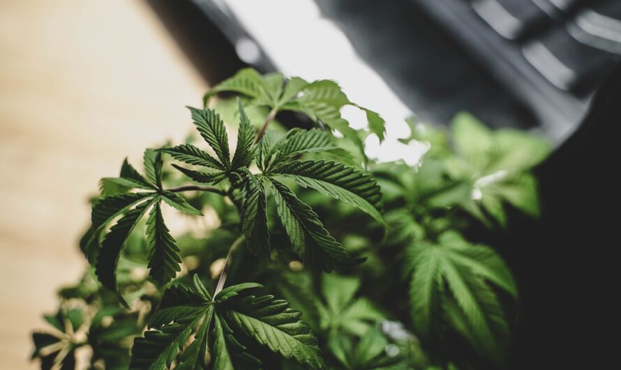 Выращивание конопли для семян