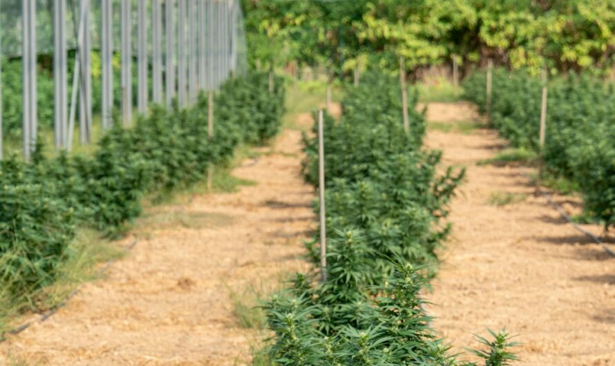 Гроубокс для конопли: преимущества и выбор оборудования