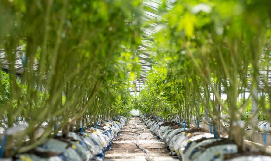 Наркотические средства в Магнитогорске способы приобретения и риски