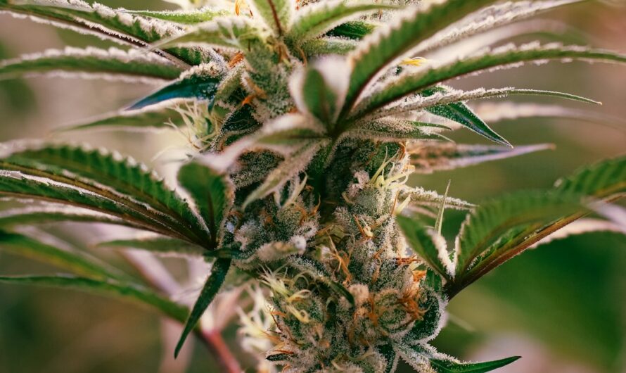 Семена Конопли и Их Применение