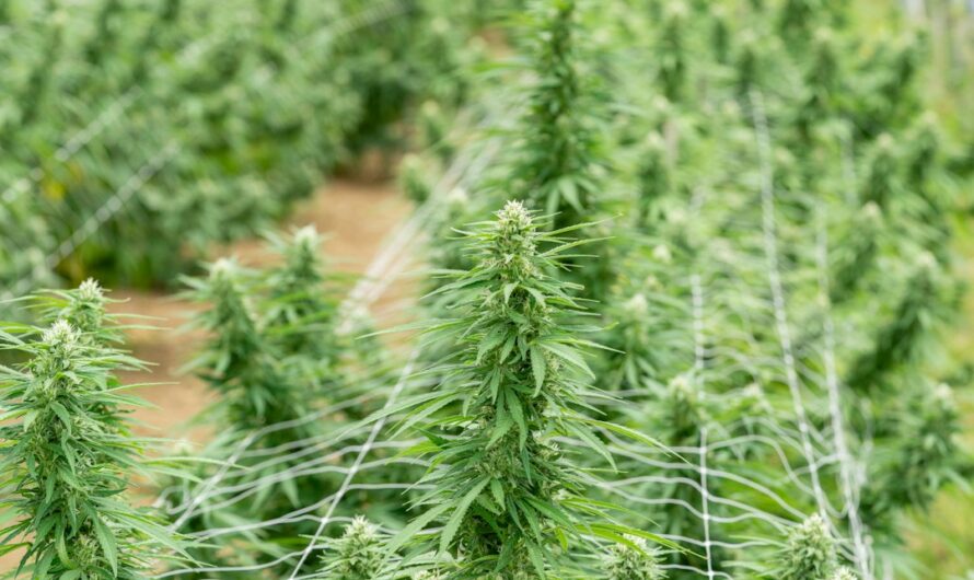 ЛСД свойства и безопасность использования в Москве