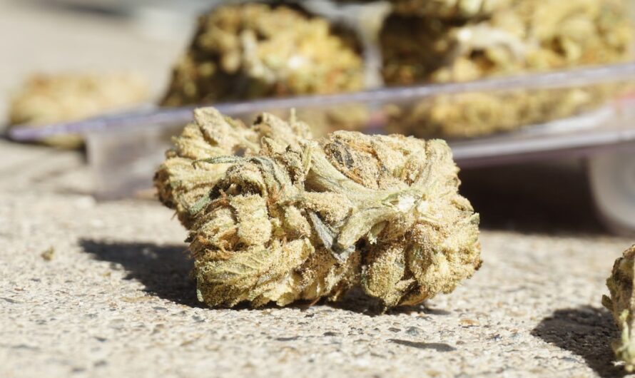 Конопля в Липецке: покупка и цена конопли