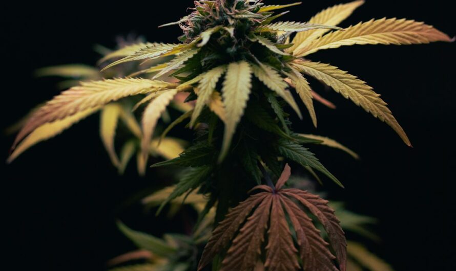 Синтетические курительные смеси и их свойства