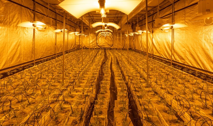 Выращивание марихуаны без семян преимущества и особенности