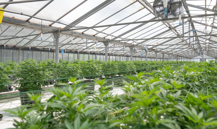 Гашиш во Владивостоке