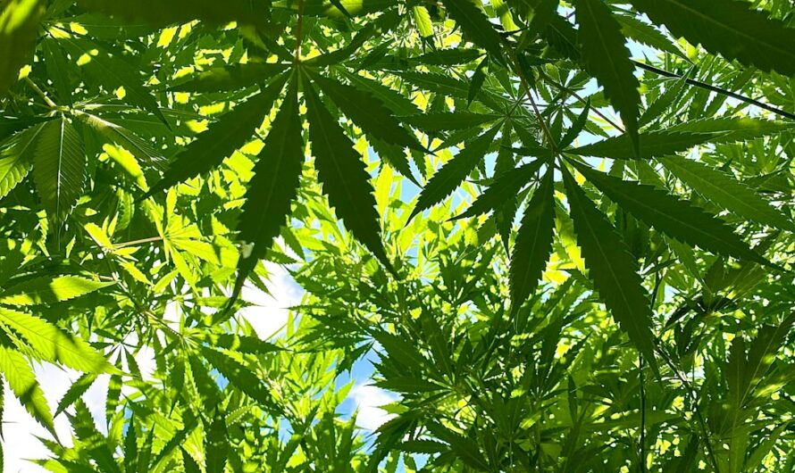 Купить семена конопли онлайн в России с доставкой почтой или курьером