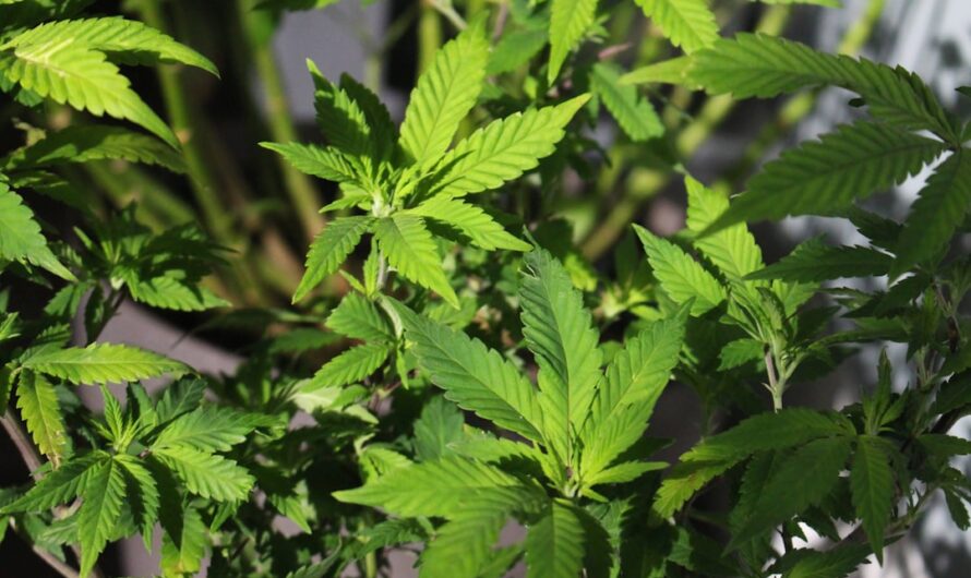 Наркотические вещества и их свойства в Воскресенске