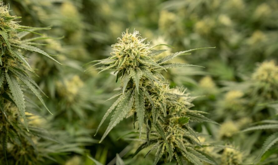 Купить марихуану в Краснодаре