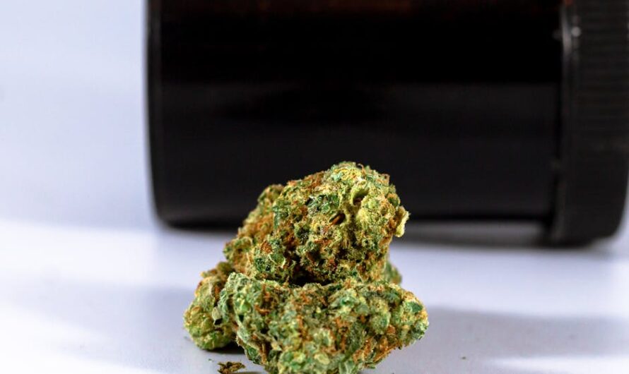 Стоимость семян конопли и их характеристики