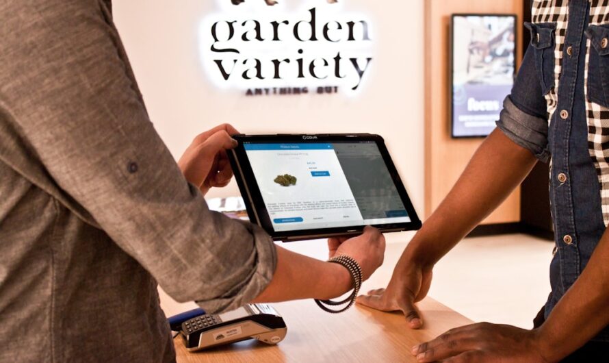 Свойства и особенности выращивания Critical Sour feminised Female Seeds