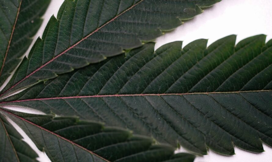 Сохранение всхожести семян конопли при хранении