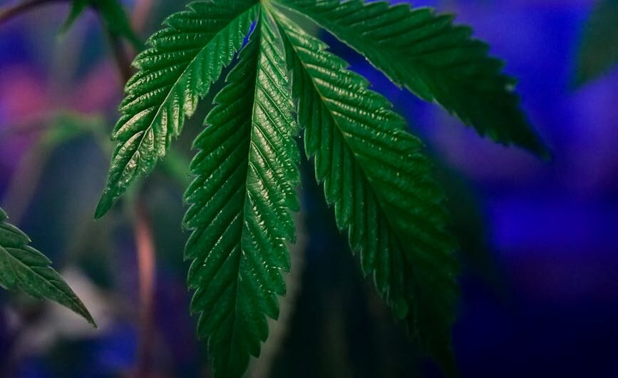 Сорт конопли Lowrider характеристики и выращивание