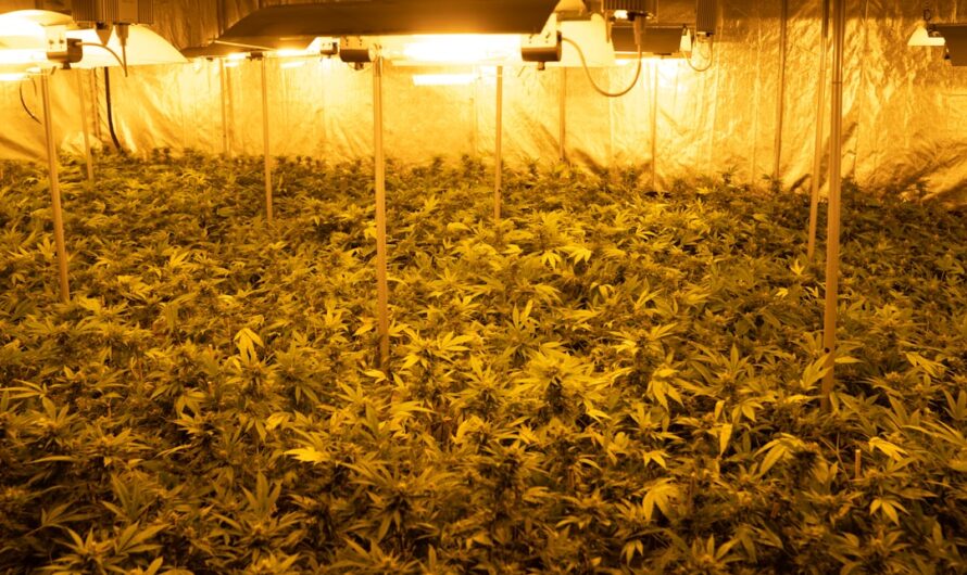 Феминизированные семена конопли White Widow и Early Skunk