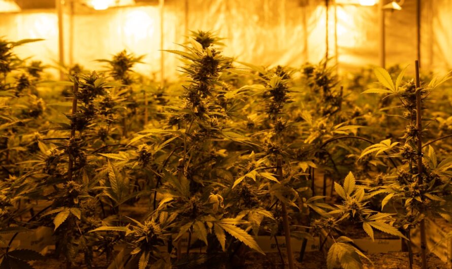 Конопля и ее Семена Свойства Сорта и Приобретение в Перми