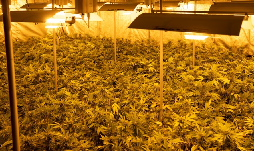 Конопля посевная и особенности покупки семян