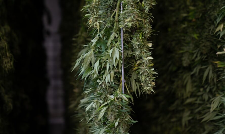 Покупка и продажа наркотических средств в России