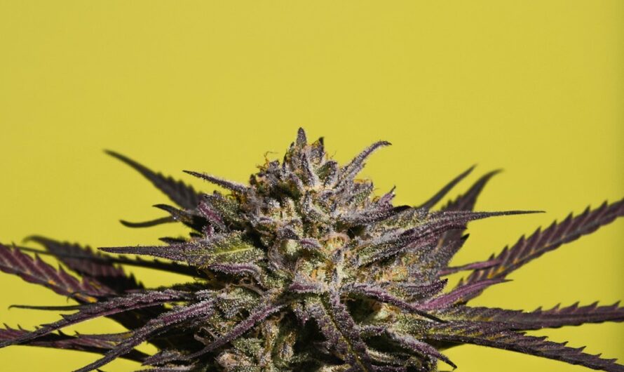 Семена конопли в Екатеринбурге