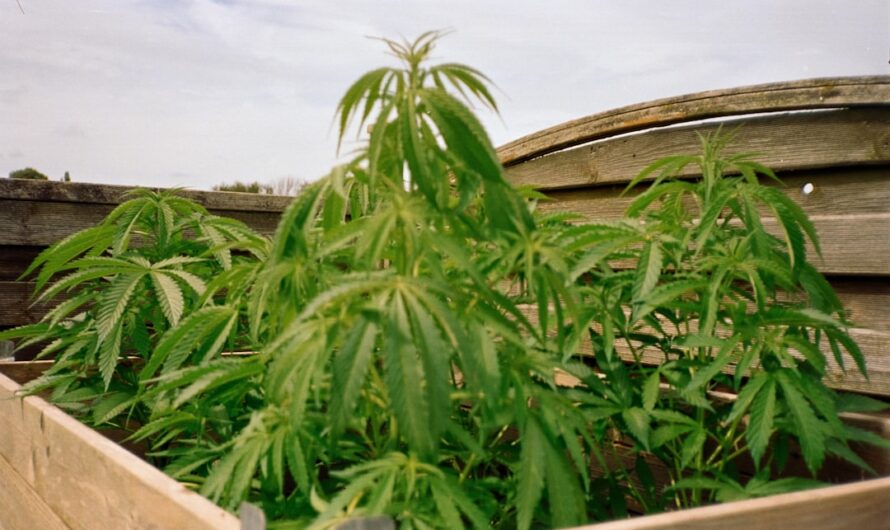 Свойства и польза семян конопли в аюрведической медицине и кулинарии