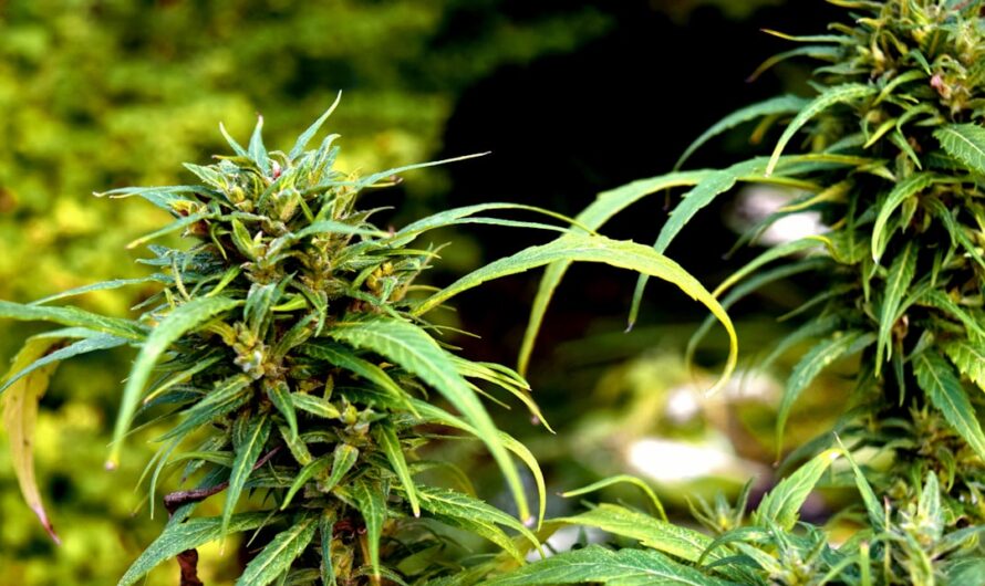 Спайс и его последствия употребления