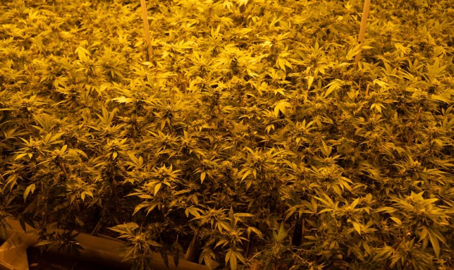 Хранение семян конопли в домашних условиях