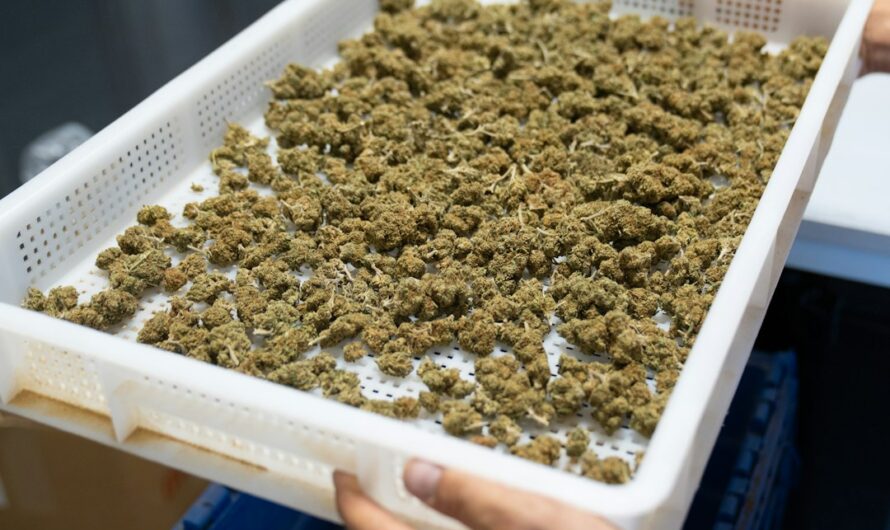 Семена конопли Auto Amnesia XXL feminised от Dinafem Seeds