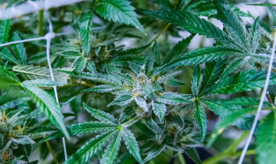 Купить марихуану онлайн в Тюмени