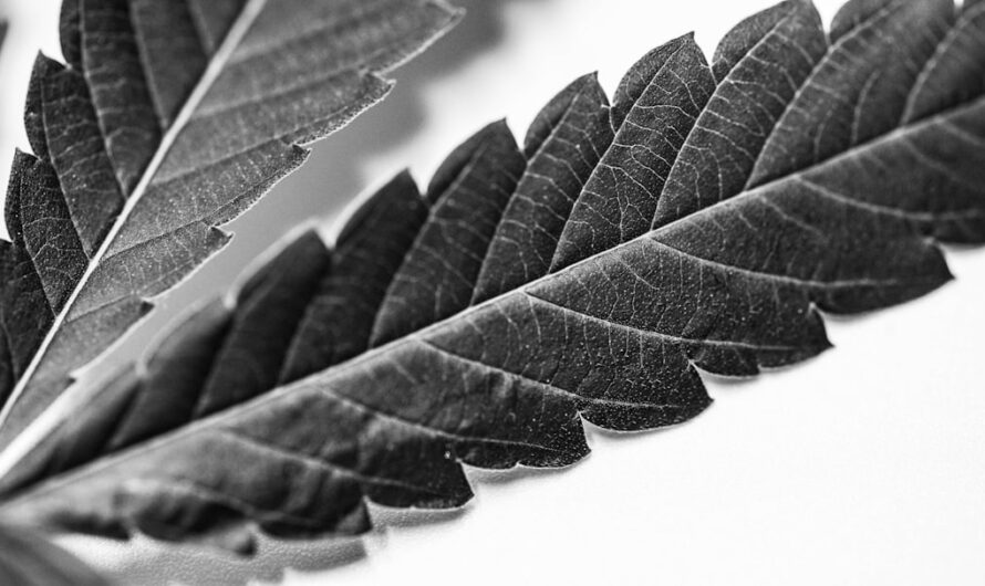 Свойства и применение семян конопли и ваты из конопли