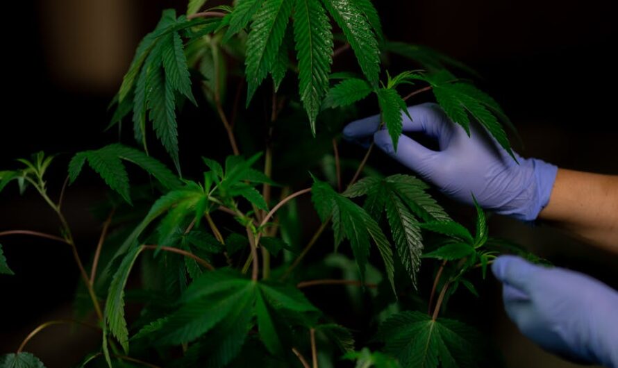 Спайс и курительные смеси: особенности и риски употребления