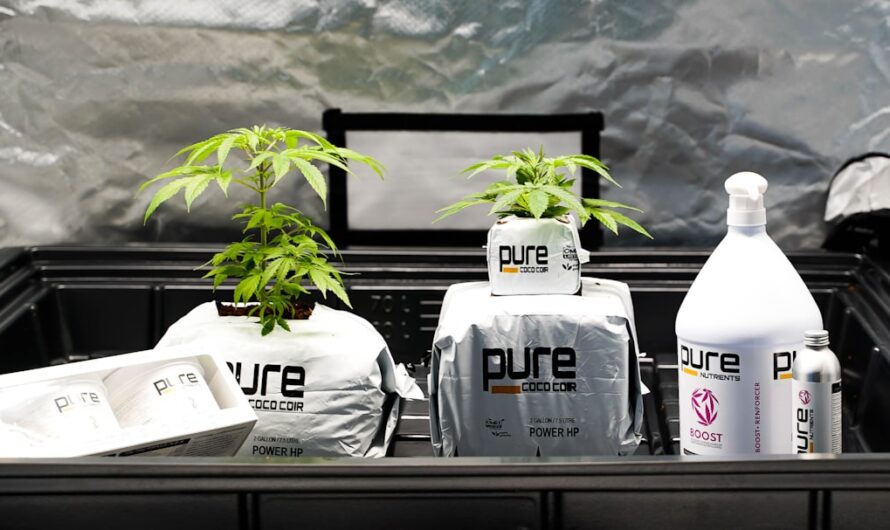 Купить Семена Конопли в Украине: Полное Руководство