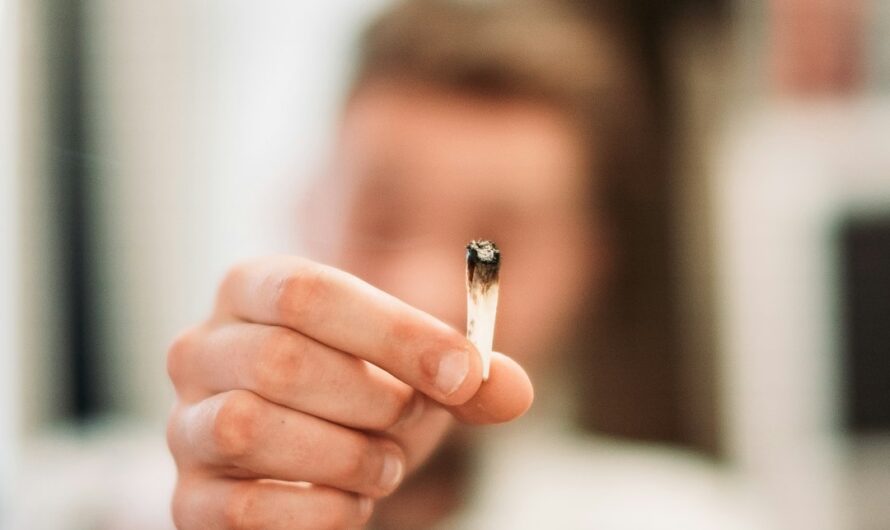 Автоцветущие семена конопли характеристики и преимущества выращивания