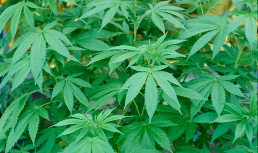 Марихуана в Египте законодательство и риски связанные с покупкой и употреблением