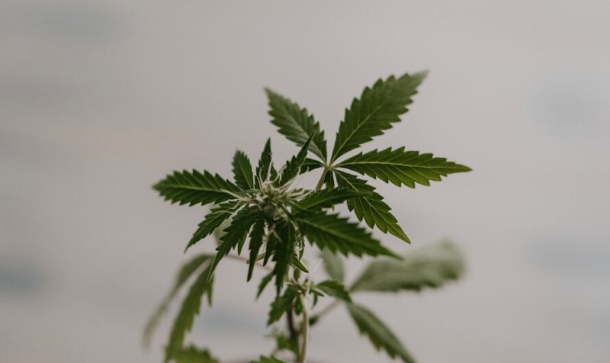 Наркоситуация в Красноярском крае