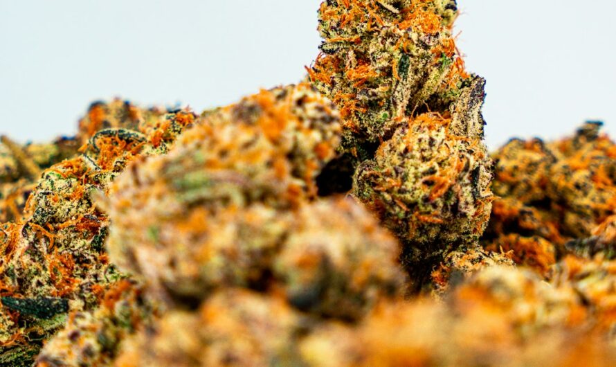 Выбор семян марихуаны для успешного выращивания