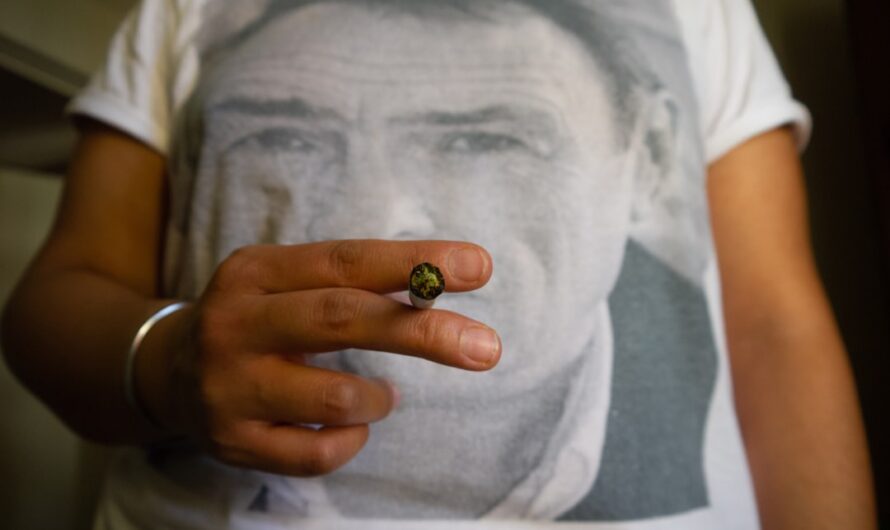 Конопля для собак и ее влияние на здоровье