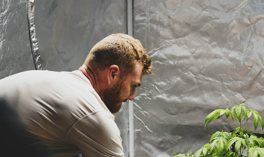 Причины неудачного прорастания семян конопли