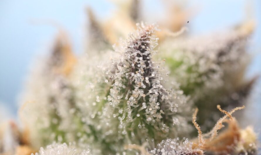 Семена конопли Auto Candy Kush regular от Ganja Seeds