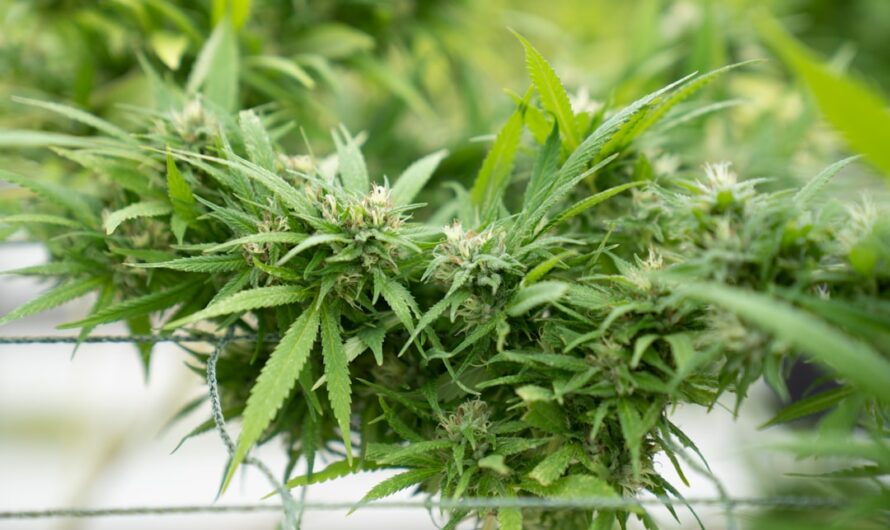 Купить Семена Технической Конопли в Санкт-Петербурге