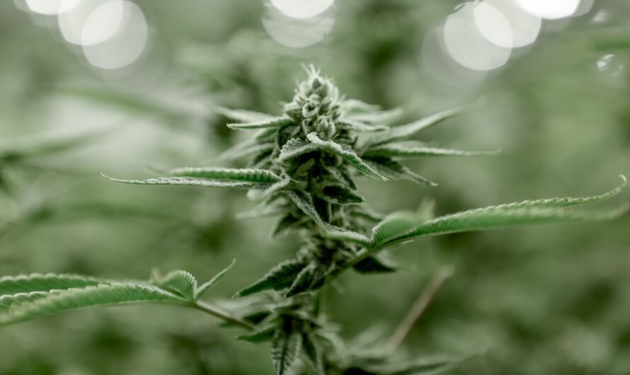 Выращивание конопли и покупка семян конопли