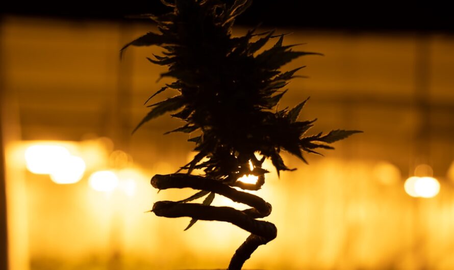 Семена конопли свойства и применение в Иркутске