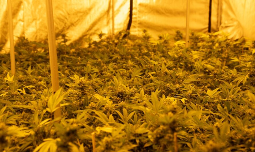 Приобретение семян конопли в Екатеринбурге