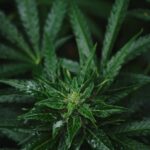 Молотые семена конопли свойства и применение img-39.jpg