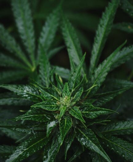 Молотые семена конопли свойства и применение